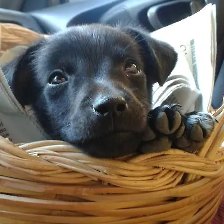 度假居 Rio Rosa *